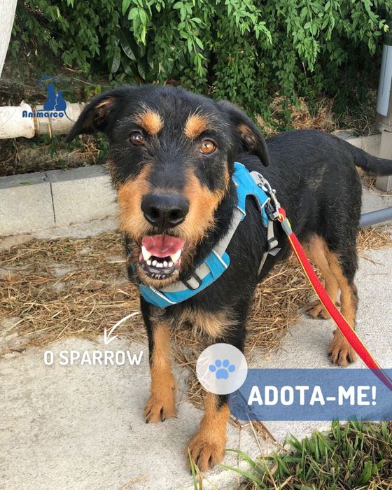 Sparrow cao jovem de porte grande