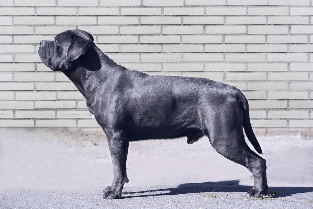 Голубий хлопчик_Нептун