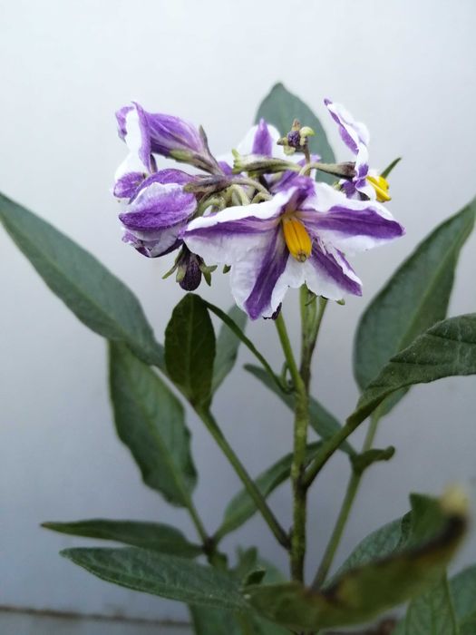 Pepino Gold pomidor melonowy Solanum muricatum w doniczce