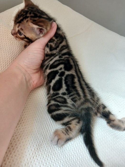 Бенгальські кошенята