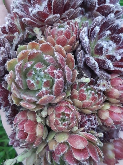 Вуличні Квіти Sempervivum  Вічноживучий  Молодила Кам'яна троянда молодило каменная роза молодило