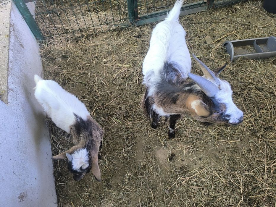3 Cabras anãs de pêlo longo para venda COIMBRA