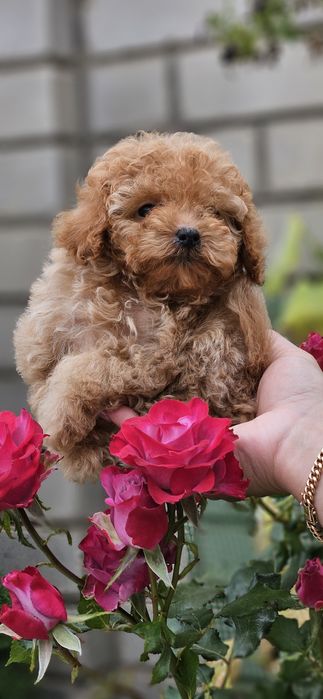 Мини тикапушка девочка