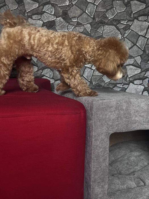 Дом пандус сходи будинок лежак ступеньки с домиком лежанка для собак