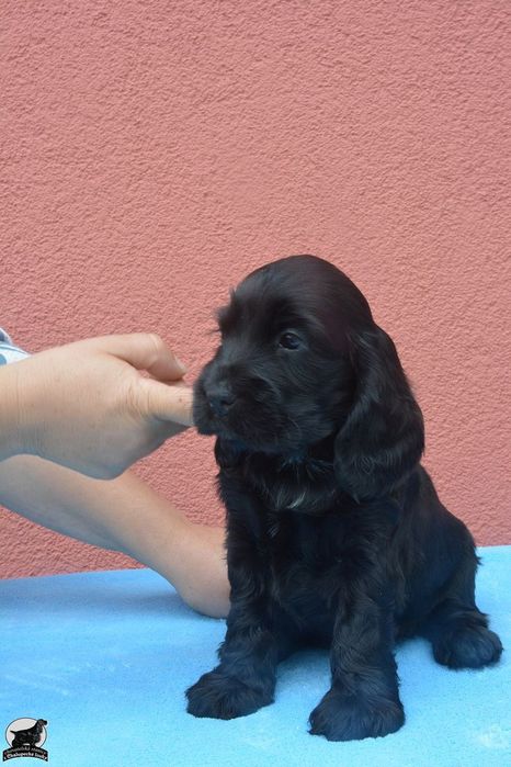 Чорні дівчатка спаніеля з великим серцем