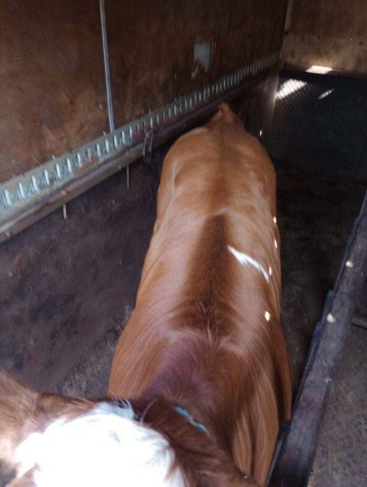 Okazja likwidacja hodowli