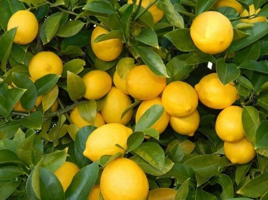 Venda de Limão tenho quantidade aberto a propostas