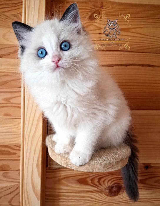Ragdoll FPL kocurek/badania genetyczne/odbiór po 12.11