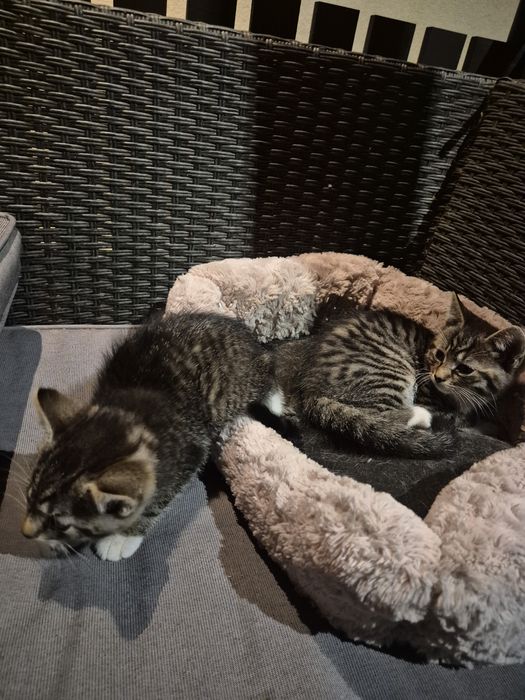 Kotek  młody chłopak ostatni  oddam