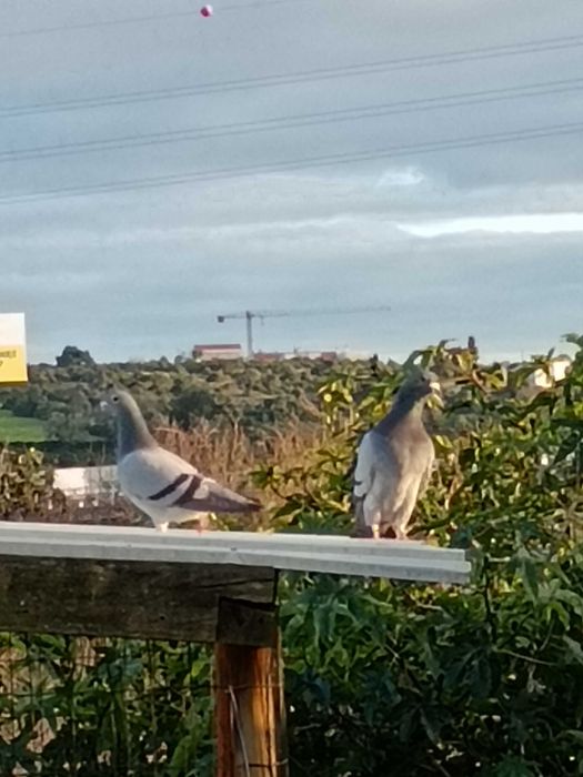Vendo Pombos Correio