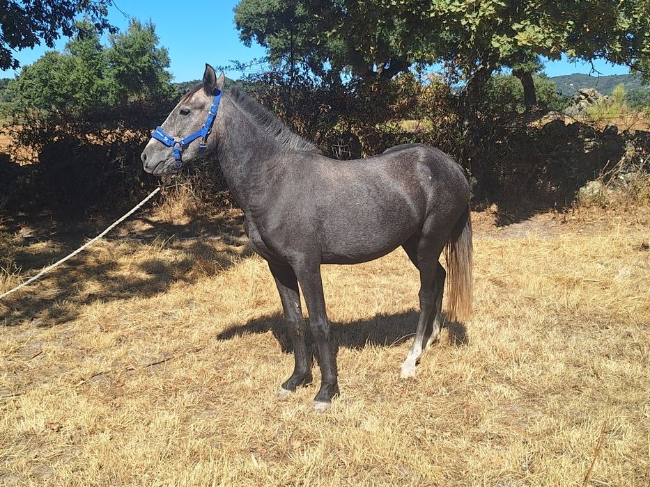 Poldra lusitana Pura