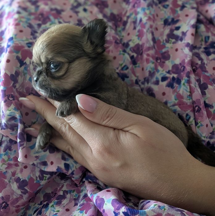 Chłopiec chihuahua