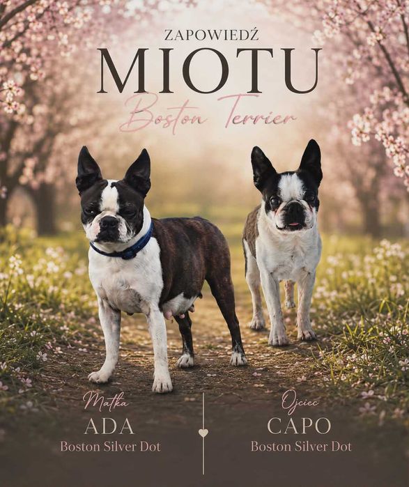 Boston terrier  zapowiedź miotu