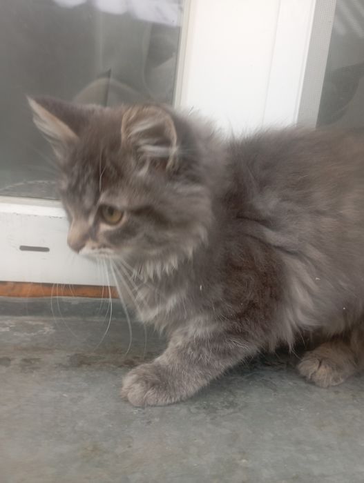 Котик-муркотик  в добрі руки