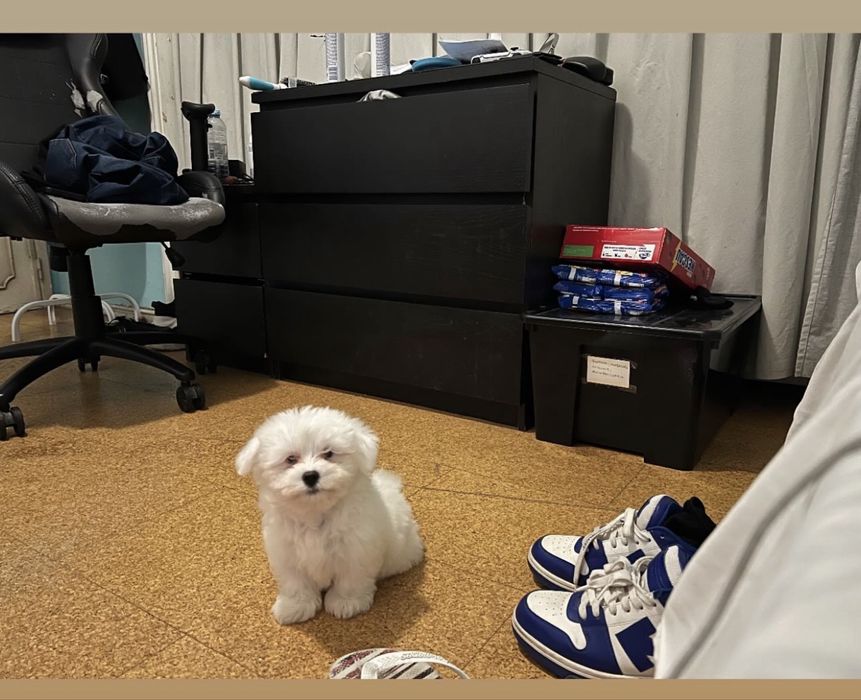 Bichon maltes disponivel