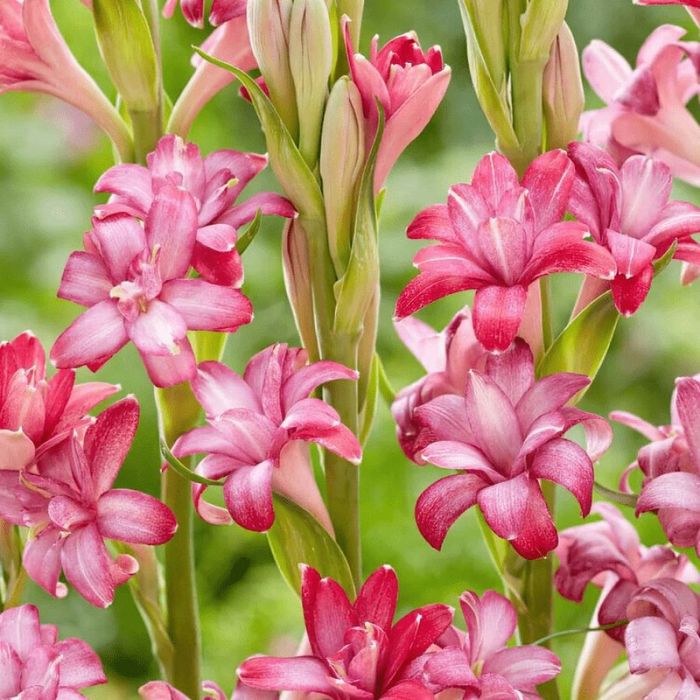 Зефірантес,лікорис і різні другі рослини