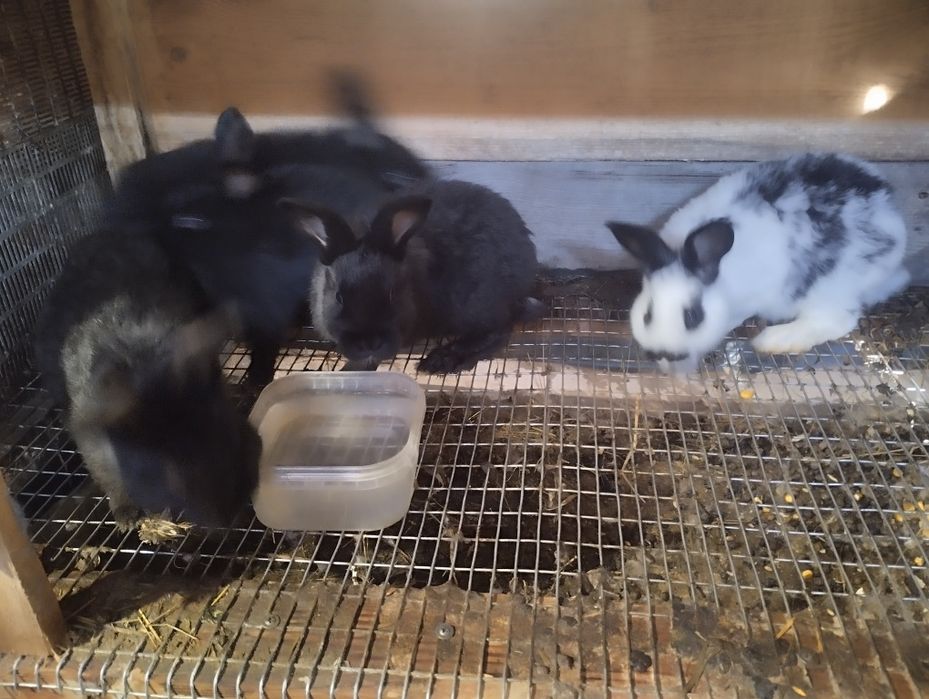 Кролики  різних вікових категорій
