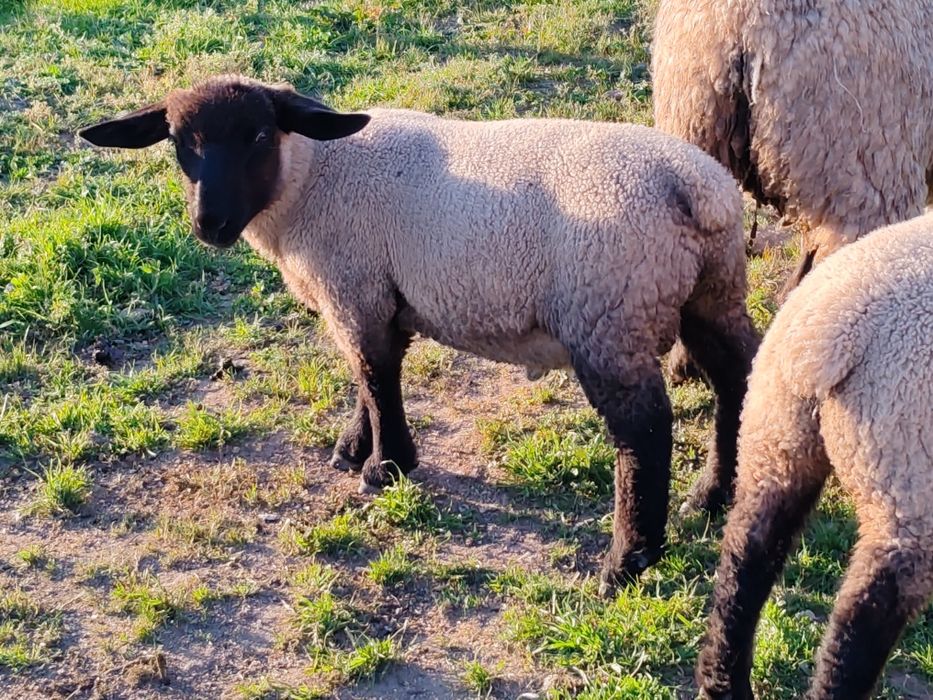 Borregos suffolk macho