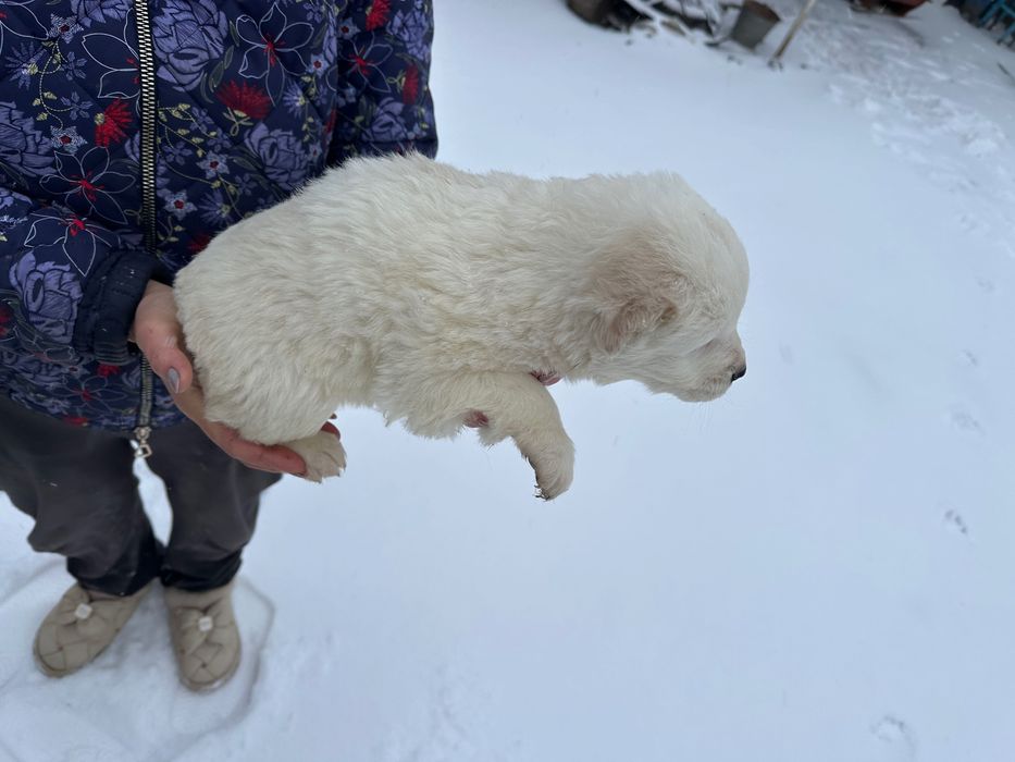 Продам цуценята Алабая