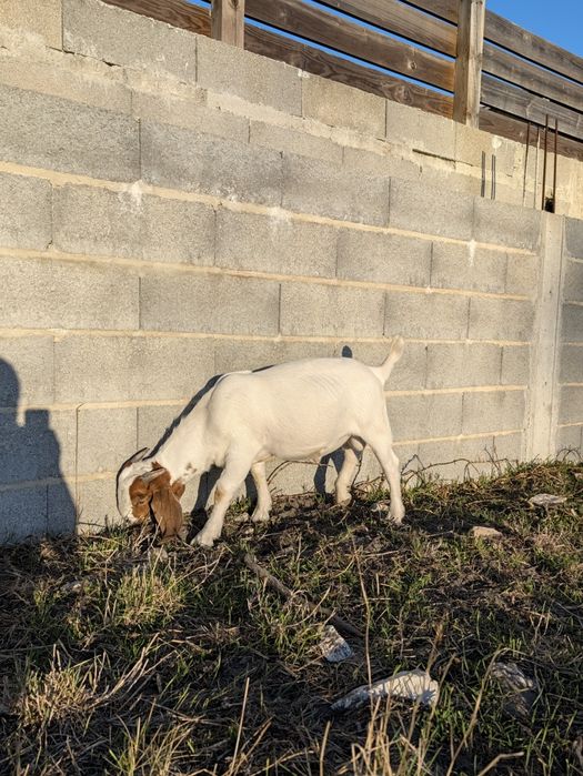 Cabrito Boer Puro