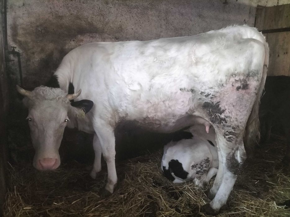 Sprzedam jałówkę wysokocielną