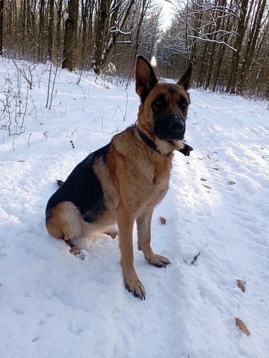 продам щенят метиси малінуа +німецька вівчарка