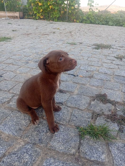 Animais para adoção