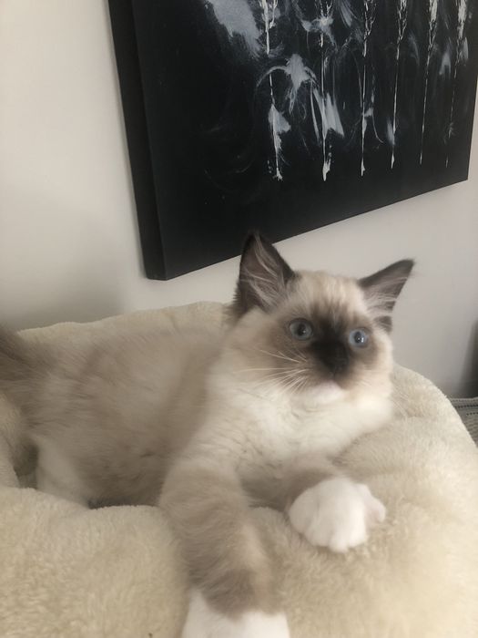 ZYTA Ragdoll  kotka rezerwacja