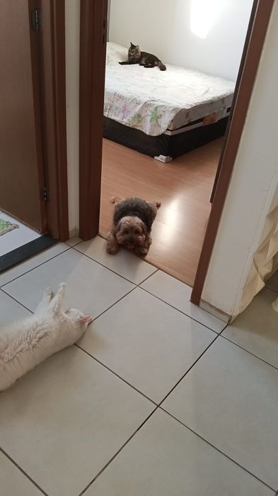 Cuidadora de gatos e cachorros (Cat and Dog)