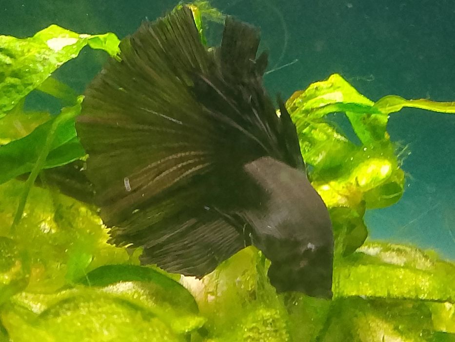 Ryba Bojownik samiec