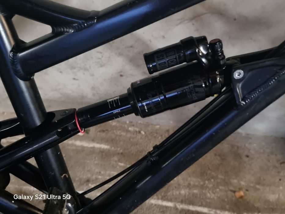 Dartmoor blackbird