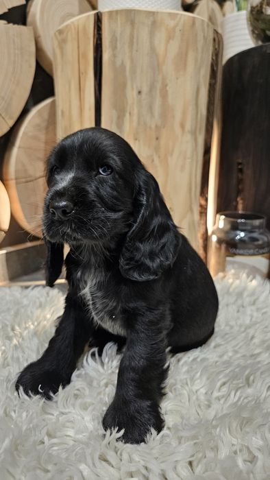 Cocker Spaniel Angielski