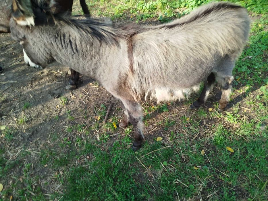 osioł,osiołek ładny młody