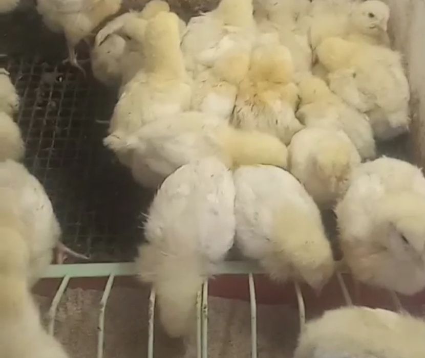 Бройлер инкубационное яйцо куриное, отправка по Украине