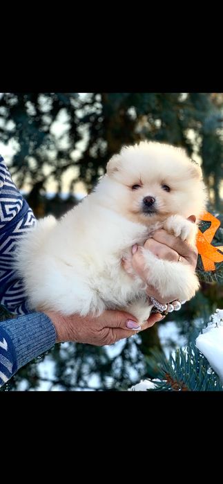 Чарівна дівчинка Померанського шпіца