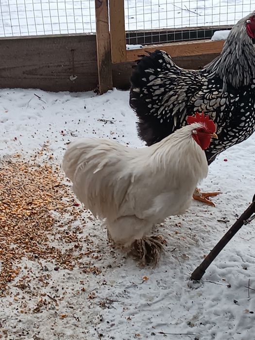 Kogut kochin miniatura