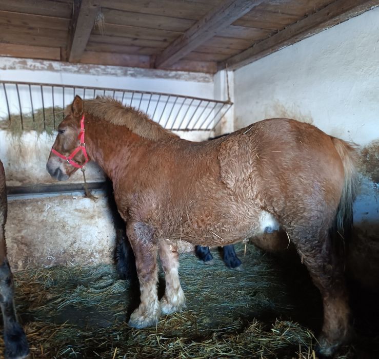 Konie zimnokrwiste z pochodzeniem