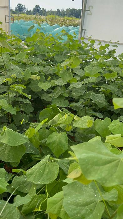 Judaszowiec kanadyjski 2L duże sadzonki Cercis