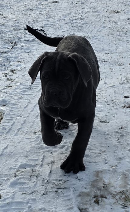 Cane Corso Italiano SUCZKA BŁĘKITNA