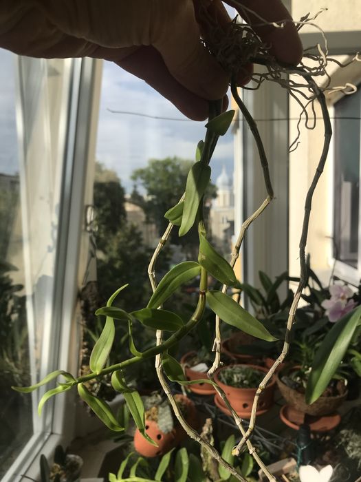 Dendrobium loddigesii*den.aphyllum