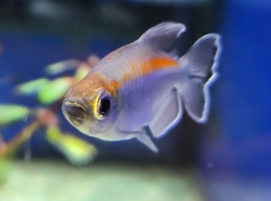 Świecik Kongolanski/Kongijski