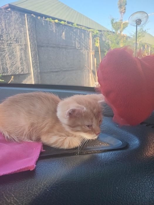 Продам котят рижі білі