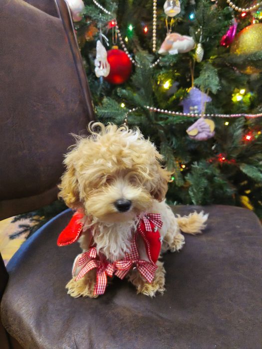 Мальтипу мальтіпу міні мини девочка