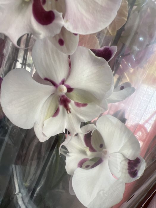 Орхідея Бігліп сортові