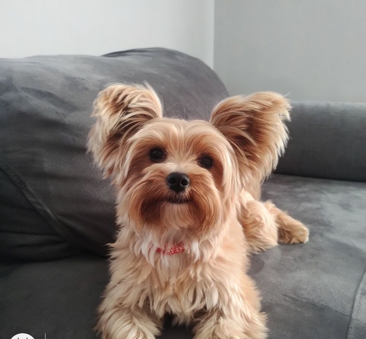 Yorkshire terrier