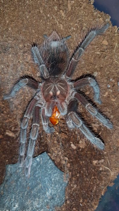 Pamphobeteus sp machala samiec / samica