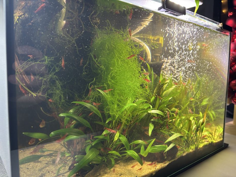 Akwarium 20 l całość