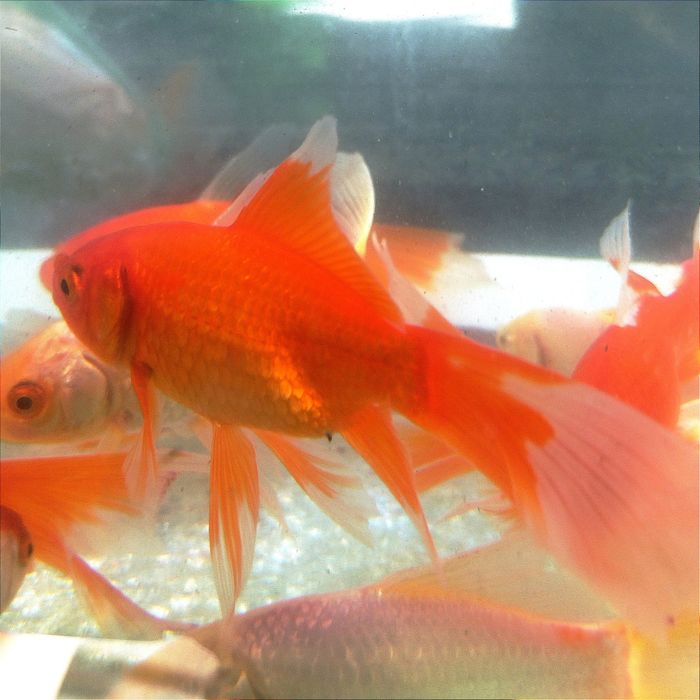 Золотые рыбки Комета, вуалевидный хвост. Рыбки в  пруд . Не тепличные