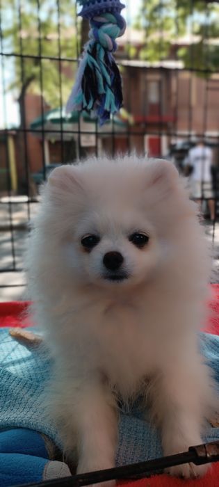 Померанський шпіц