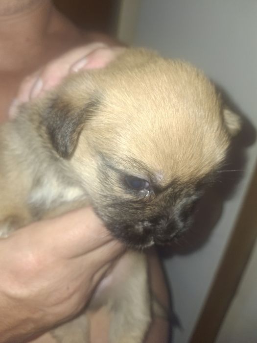 Pieski po matce shih tzu